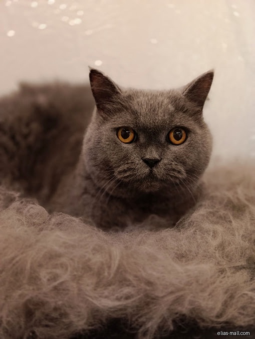 Pet Perfect Groomers