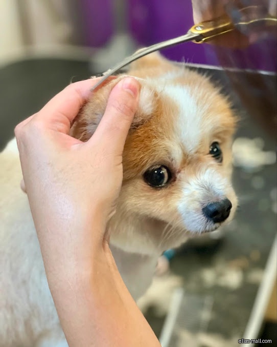 Pet Perfect Groomers