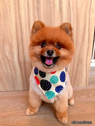 Pet Perfect Groomers