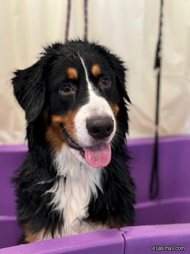 Pet Perfect Groomers