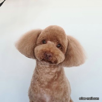 The Weekend Groomers