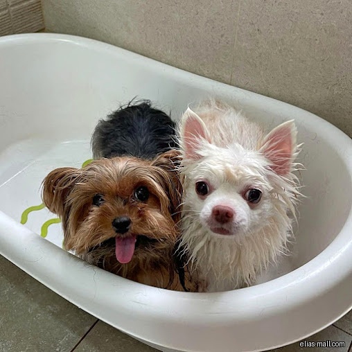The Weekend Groomers