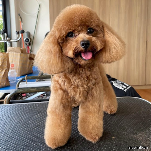 The Weekend Groomers